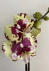Phal. Big Lip Flying Cow {N5201}