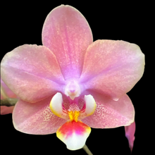 Lade das Bild in den Galerie-Viewer, Phalaenopsis mtf Odorion Parfüm {Süß duftend} Rabatt
