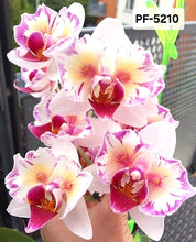 Načíst obrázek do prohlížeče Galerie, Phal. Profar Little Venus/ Little GemStrips N5210
