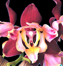 Načíst obrázek do prohlížeče Galerie, Phal. Dragon Stars - Peloric {PF-5300}
