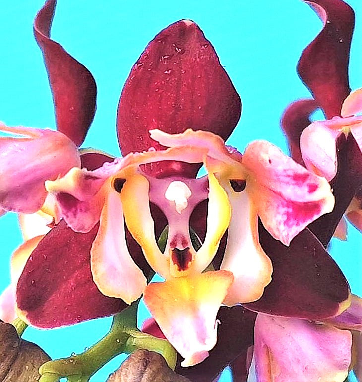 Phal. Dragon Stars - Peloric PF-5300