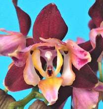 Načíst obrázek do prohlížeče Galerie, Phal. Dragon Stars - Peloric PF-5300
