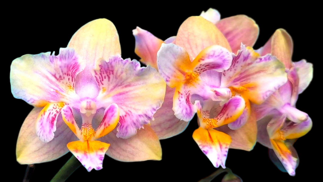 Phal. Monster Rainbow {5301}