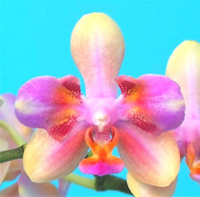 Načíst obrázek do prohlížeče Galerie, Phal. Profar Rainbow Smile Perfume {5302}
