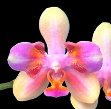 Načíst obrázek do prohlížeče Galerie, Phal. Profar Rainbow Smile Perfume {5302}
