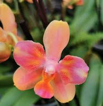 Načíst obrázek do prohlížeče Galerie, Phal. Profar Rainbow Smile Perfume {5302}
