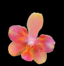 Načíst obrázek do prohlížeče Galerie, Phal. Profar Rainbow Smile Perfume {5302}
