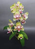 Phal.Pinky Girl Peloric {5311}