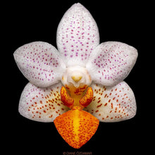 Lade das Bild in den Galerie-Viewer, Phalaenopsis Mini Mark 9 cm Topf
