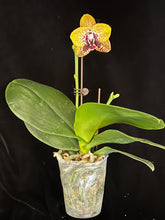 Načíst obrázek do prohlížeče Galerie, Phal. Zheng Min Smaragdine
