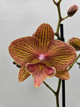 Załaduj obraz do przeglądarki galerii, Phalaenopsis - Limited Orange 2

