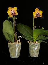 Načíst obrázek do prohlížeče Galerie, Phal. Zheng Min Smaragdine
