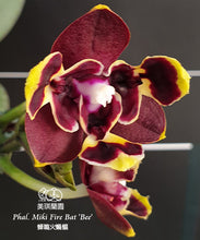 Lade das Bild in den Galerie-Viewer, Phal. Miki Fire Bat 'Bee'
