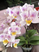 Načíst obrázek do prohlížeče Galerie, Phal. Lyndon Bright Sun. x Stuartiana Rainbow Peloric {5740}
