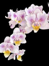 Načíst obrázek do prohlížeče Galerie, Phal. Lyndon Bright Sun. x Stuartiana Rainbow Peloric {5740}
