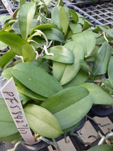 Načíst obrázek do prohlížeče Galerie, Phal.Golden snow {PF-26140}
