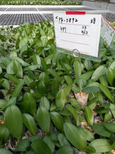 Načíst obrázek do prohlížeče Galerie, Phal. Angel Queen 2249 velky kvety 11 Cm
