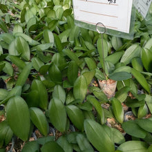 Načíst obrázek do prohlížeče Galerie, Phal.  Green Coffee {PF-6186}
