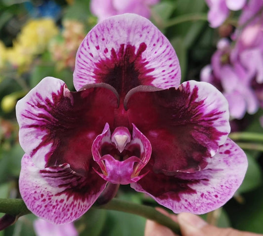 Phalaenopsis Magic Purple = Dtps Fuller's (Phal Ever Spring King × OX Black) {5892}