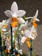 Lade das Bild in den Galerie-Viewer, Phalaenopsis Mini Mark 9 cm Topf
