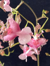 Lade das Bild in den Galerie-Viewer, Oncidium Rosy Sunset – stark duftend – blühend

