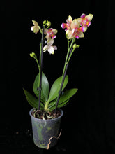 Lade das Bild in den Galerie-Viewer, Phalaenopsis I-Hsin Venus Peloric / Phalaenopsis Spunky - RABATT!
