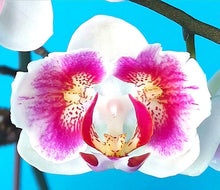 Načíst obrázek do prohlížeče Galerie, Phal. Little Happy Gem {5027}
