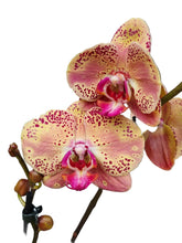 Načíst obrázek do prohlížeče Galerie, Phal. NCK Wild Peach {N5209}
