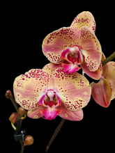 Načíst obrázek do prohlížeče Galerie, Phal. NCK Wild Peach {N5209}
