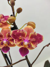 Načíst obrázek do prohlížeče Galerie, Phalaenopsis mtf. Sogo Yellowtris - peloric
