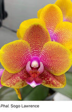 Načíst obrázek do prohlížeče Galerie, Phalaenopsis Sogo Lawrence voňavá
