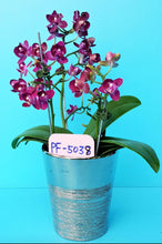 Načíst obrázek do prohlížeče Galerie, Phal. Profar Ruby {5038}
