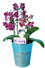 Načíst obrázek do prohlížeče Galerie, Phal. Profar Ruby {5038}
