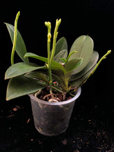 Načíst obrázek do prohlížeče Galerie, Phalaenopsis Mini Mark
