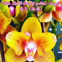 Načíst obrázek do prohlížeče Galerie, Phal.Lioulin Orange {Peloric 2 eyes} -{5057} VONÍCÍ
