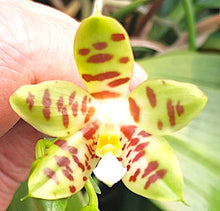 Načíst obrázek do prohlížeče Galerie, Phal.  Green Coffee {PF-6186}
