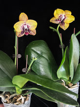 Načíst obrázek do prohlížeče Galerie, Phal. Zheng Min Smaragdine
