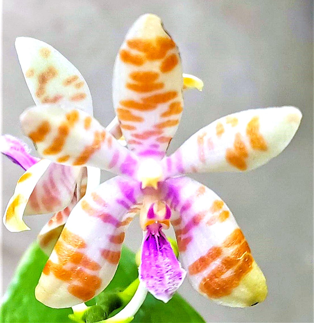 Phal. Baby Smile x yaphon mambo {6216}