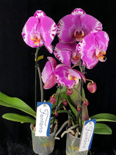Lade das Bild in den Galerie-Viewer, Phalaenopsis Fontano Swarovski Nr. 9
