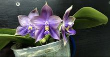 Lade das Bild in den Galerie-Viewer, Phalaenopsis.Mituo Blue Bear ‘M-5’
