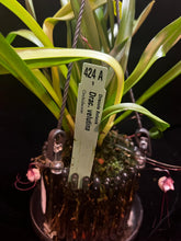 Lade das Bild in den Galerie-Viewer, Dracula Psittacina - Affenorchidee
