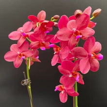 Načíst obrázek do prohlížeče Galerie, Phal.Pylos Mosaic Miro 67287 waxy
