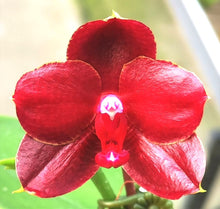 Načíst obrázek do prohlížeče Galerie, Phal.Pylos Mosaic Miro 67287 waxy
