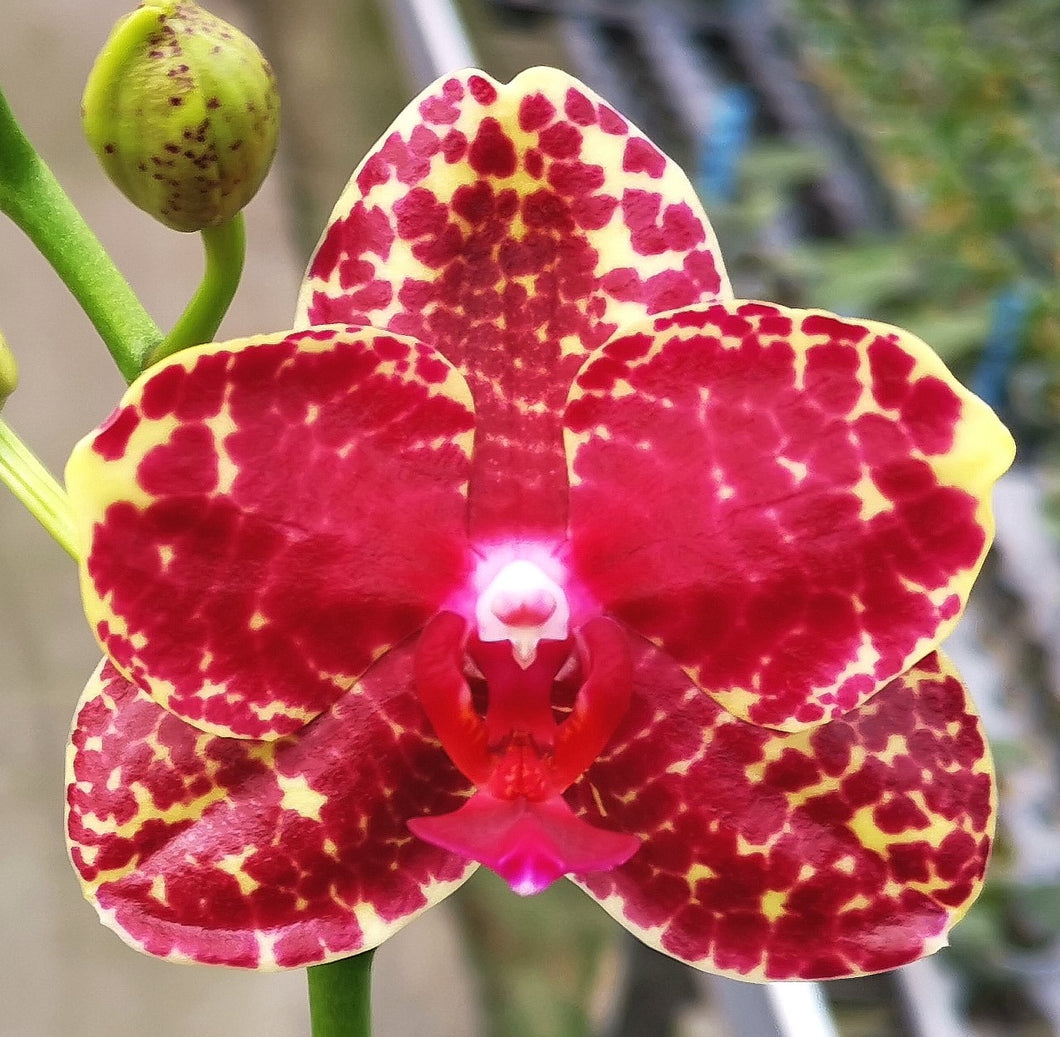 Phal. Red Sesame {6766}