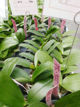 Načíst obrázek do prohlížeče Galerie, Phal.Profar Fantasia 6013
