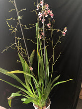 Lade das Bild in den Galerie-Viewer, Oncidium Rosy Sunset – stark duftend – blühend
