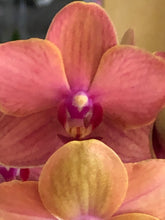 Načíst obrázek do prohlížeče Galerie, Phalaenopsis Multifl. &#39;Paprika&#39; Exclusivo  {může lehounce vonět}
