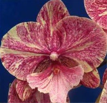 Lade das Bild in den Galerie-Viewer, Phal. Big Lip Berry Swirl
