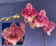 Lade das Bild in den Galerie-Viewer, Phal. Big Lip Berry Swirl
