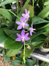 Načíst obrázek do prohlížeče Galerie, Phal.Kennech Schubert  {PF-6255}
